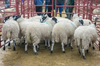 First prize North of England Mules